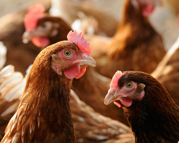 Chicken Hen