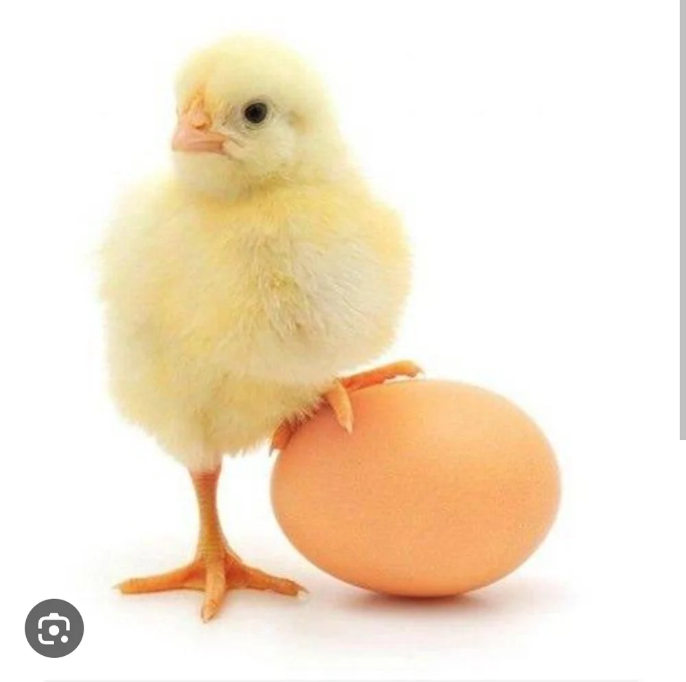 Chicken egg