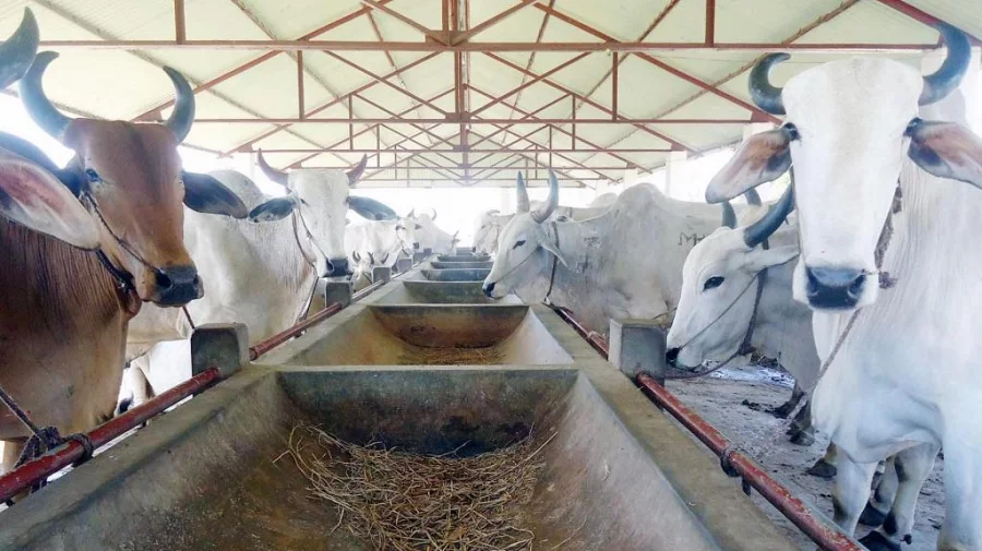 Fattening Cow