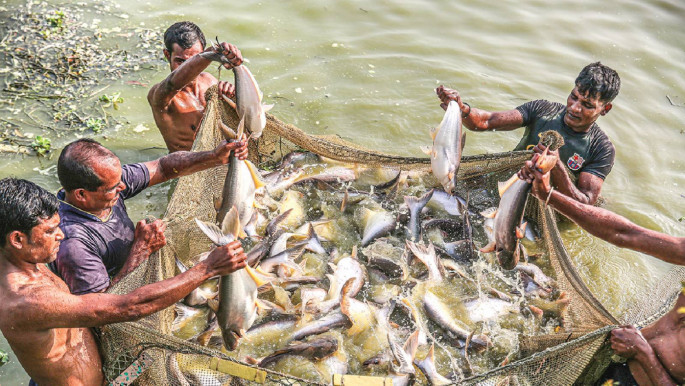 Pamgush in Pond