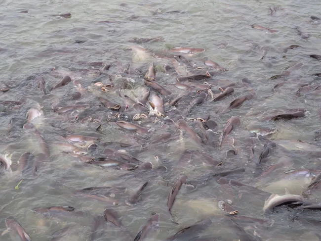 Pangush Fish Culture