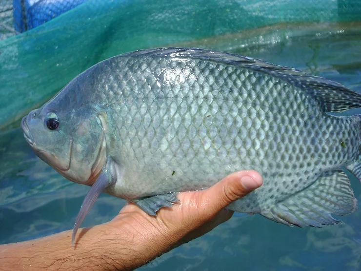 Tilapia fisgh in Pond